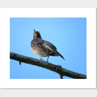 American Robin-2 Posters and Art